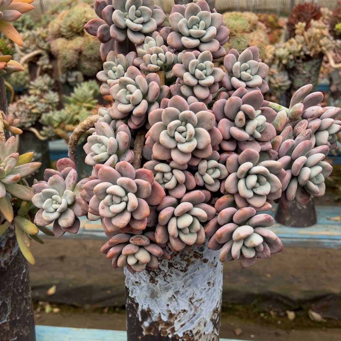 老桩洛神裸肉发货