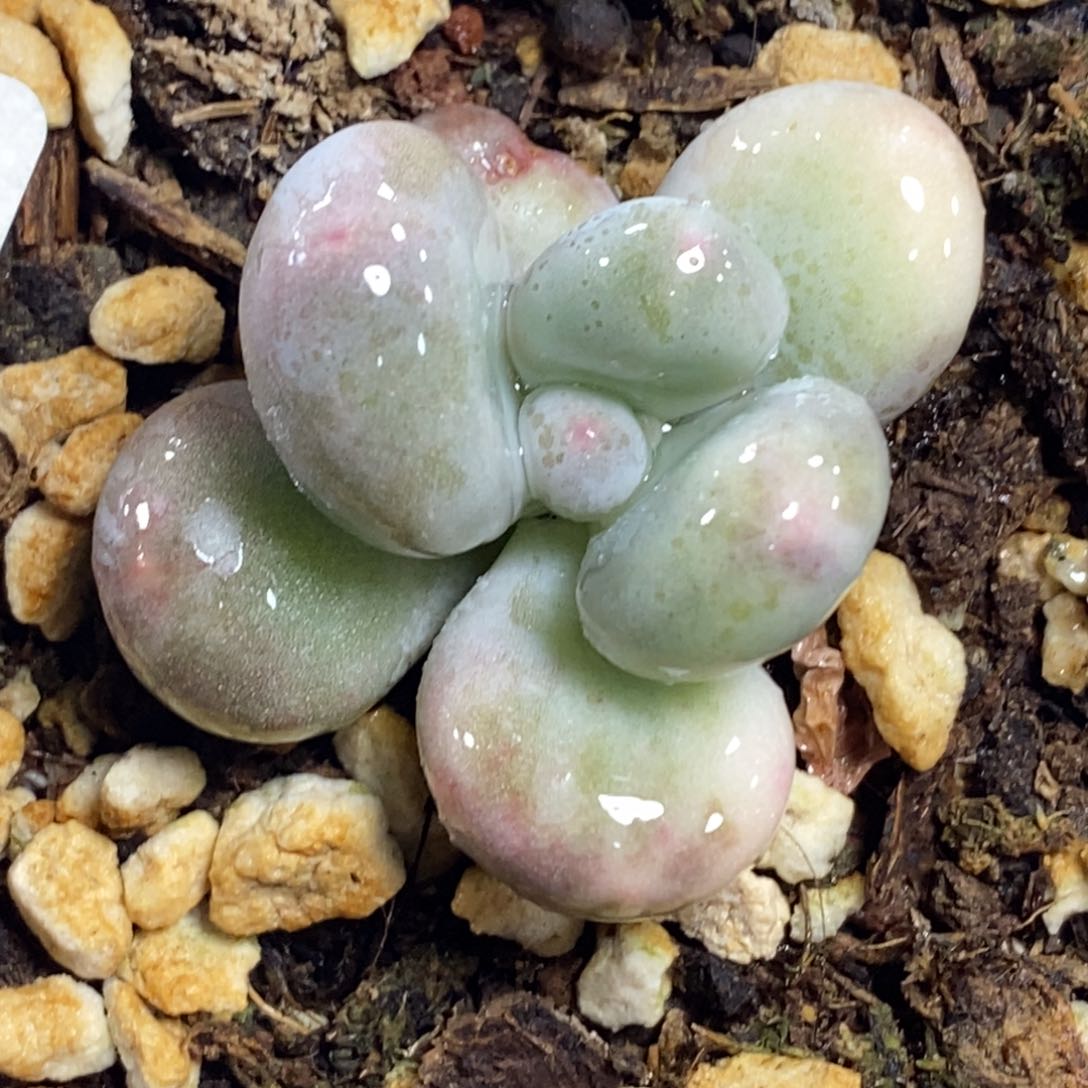 1085奶锦 小方花圃一物一拍