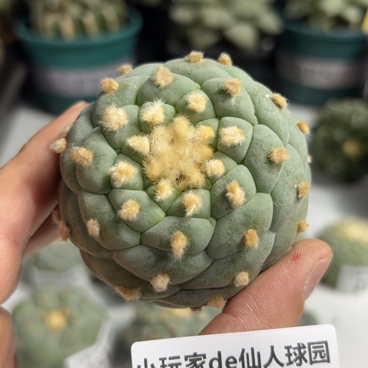 262可节后发货 可帮发根