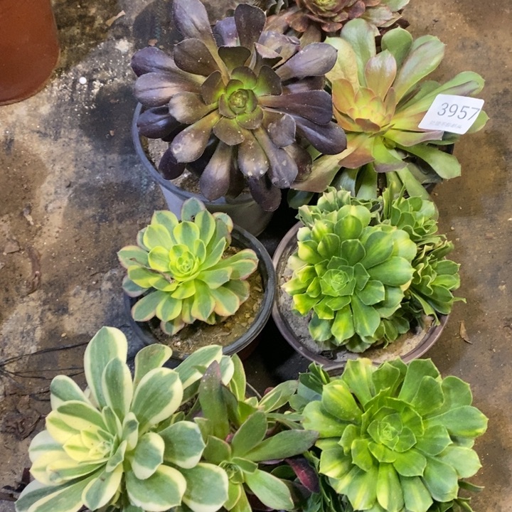 7颗多肉断头不包3957