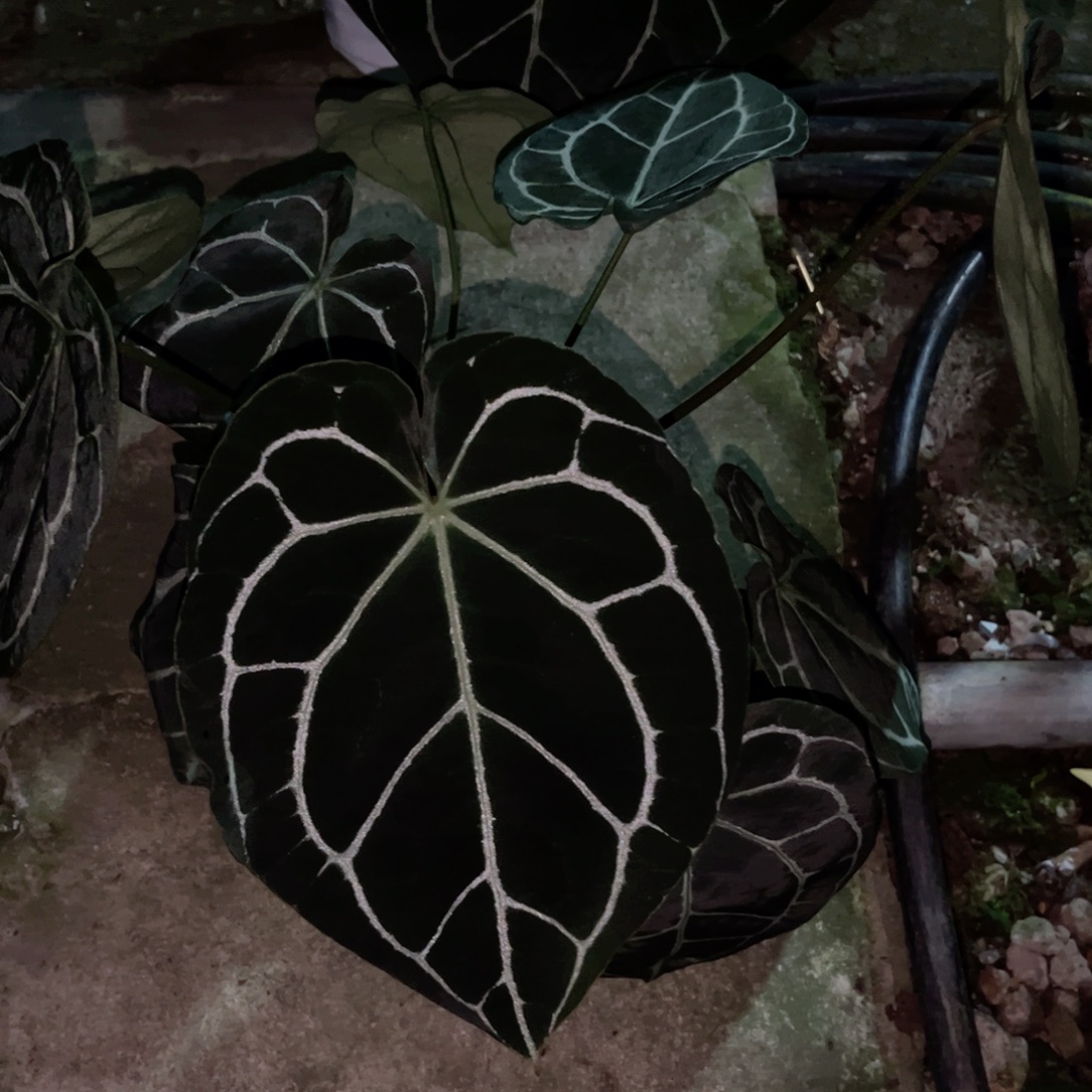 L***云完全开放哥伦比亚黑水晶