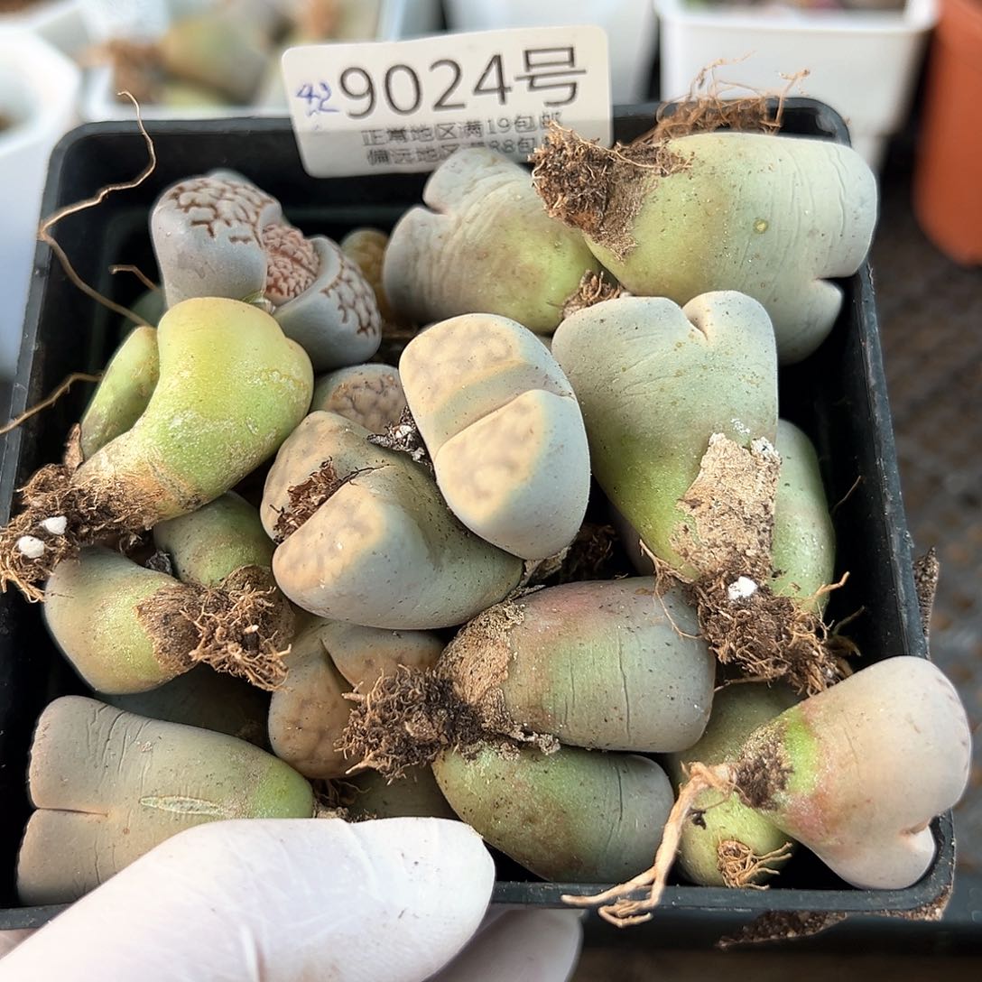 好养易活生石花大母本9024共42颗打包处理