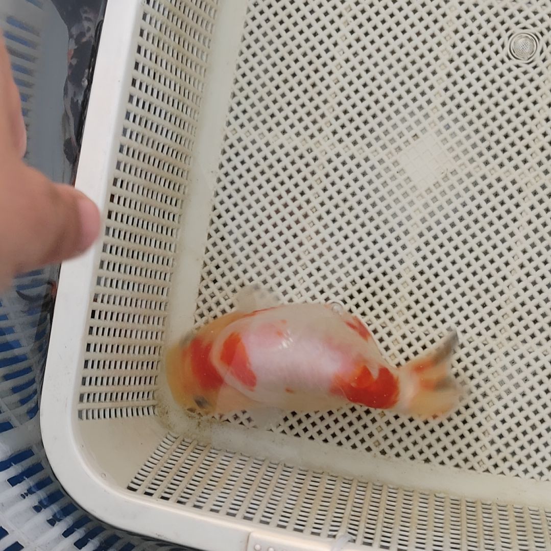 龙睛金鱼兰寿精选观赏鱼