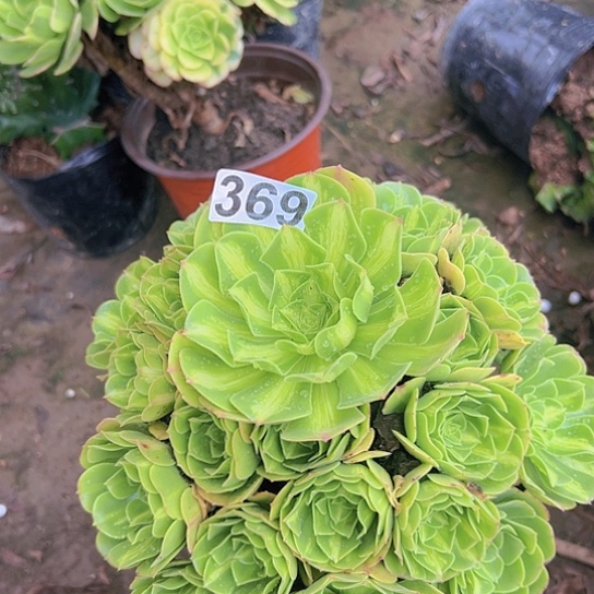 瑜***者多肉植物一个琉璃