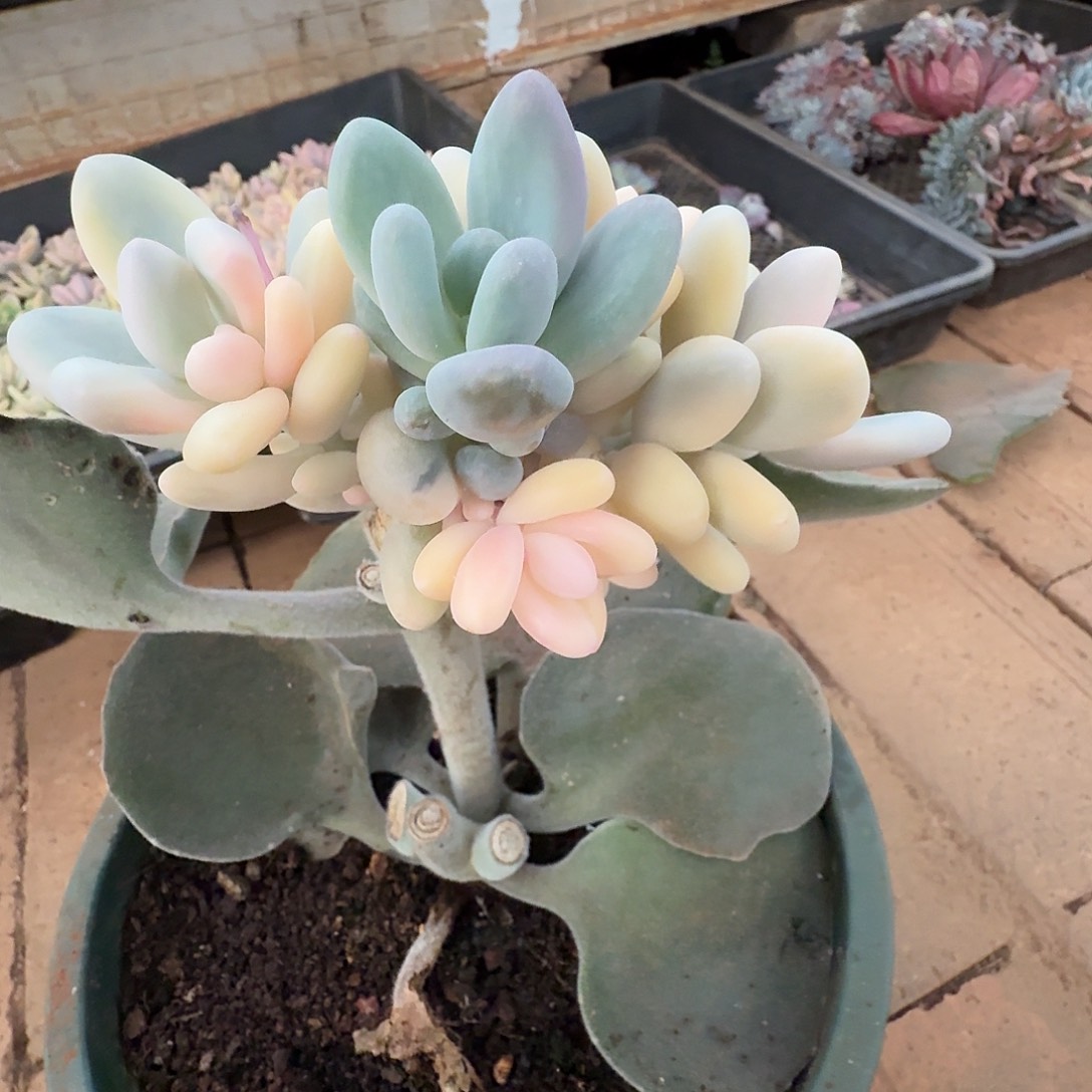 心***a奶酪锦11110303-89