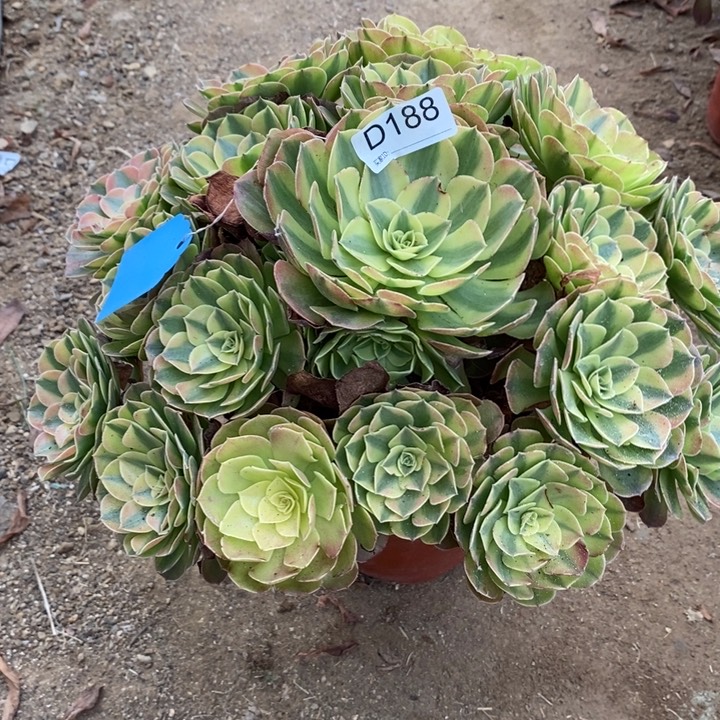 188雨盒肉植物法师