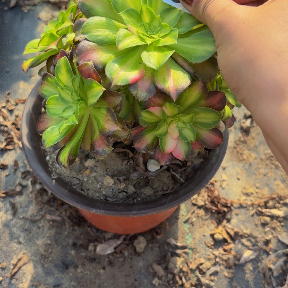 399多肉植物捧花的