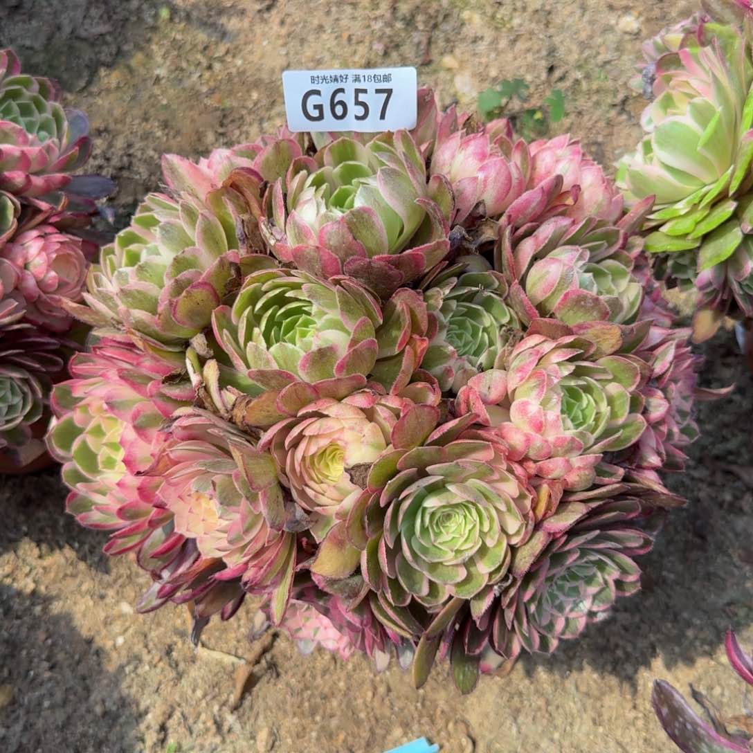 657。瑶光。多肉植物