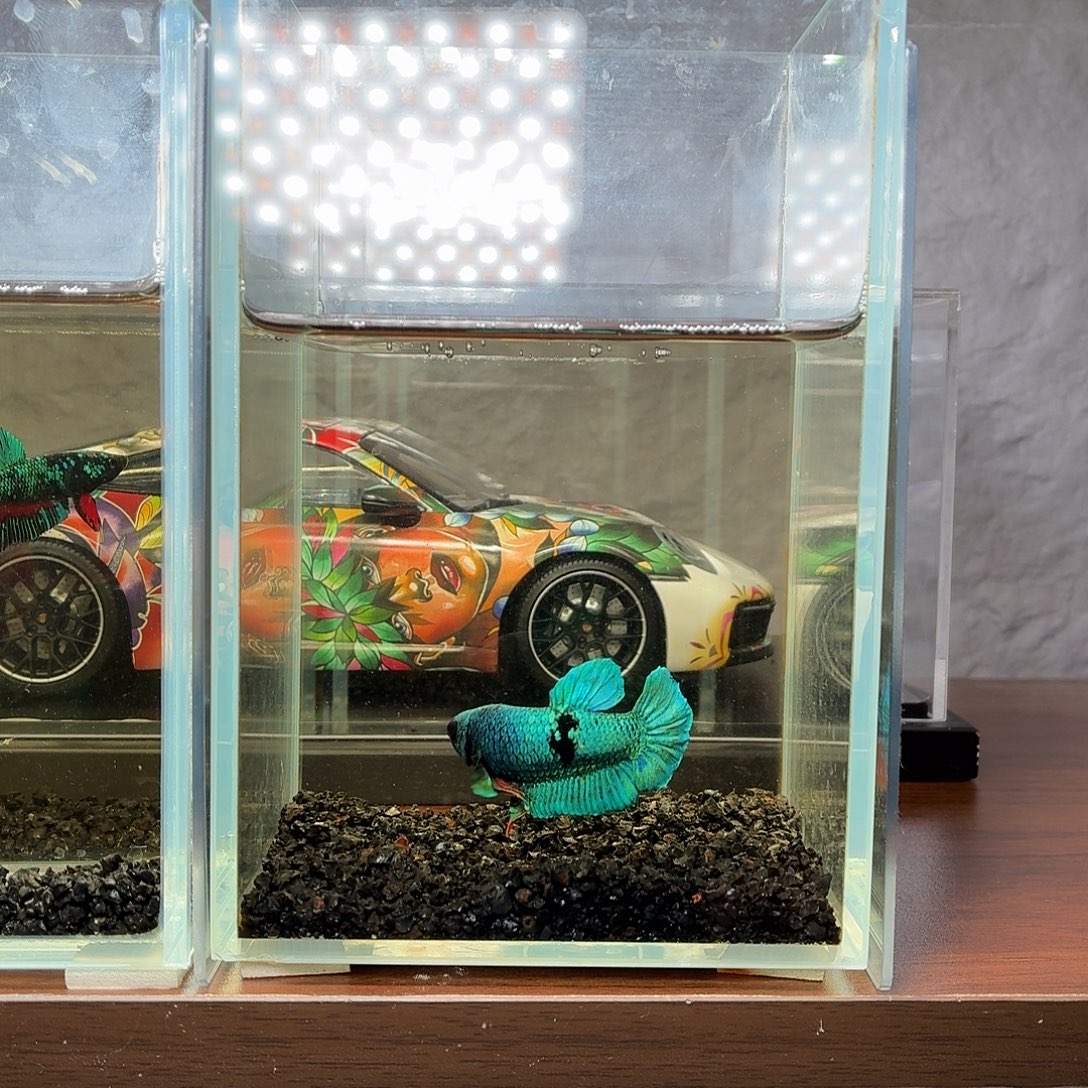 斗鱼蓝魔将军巨斗