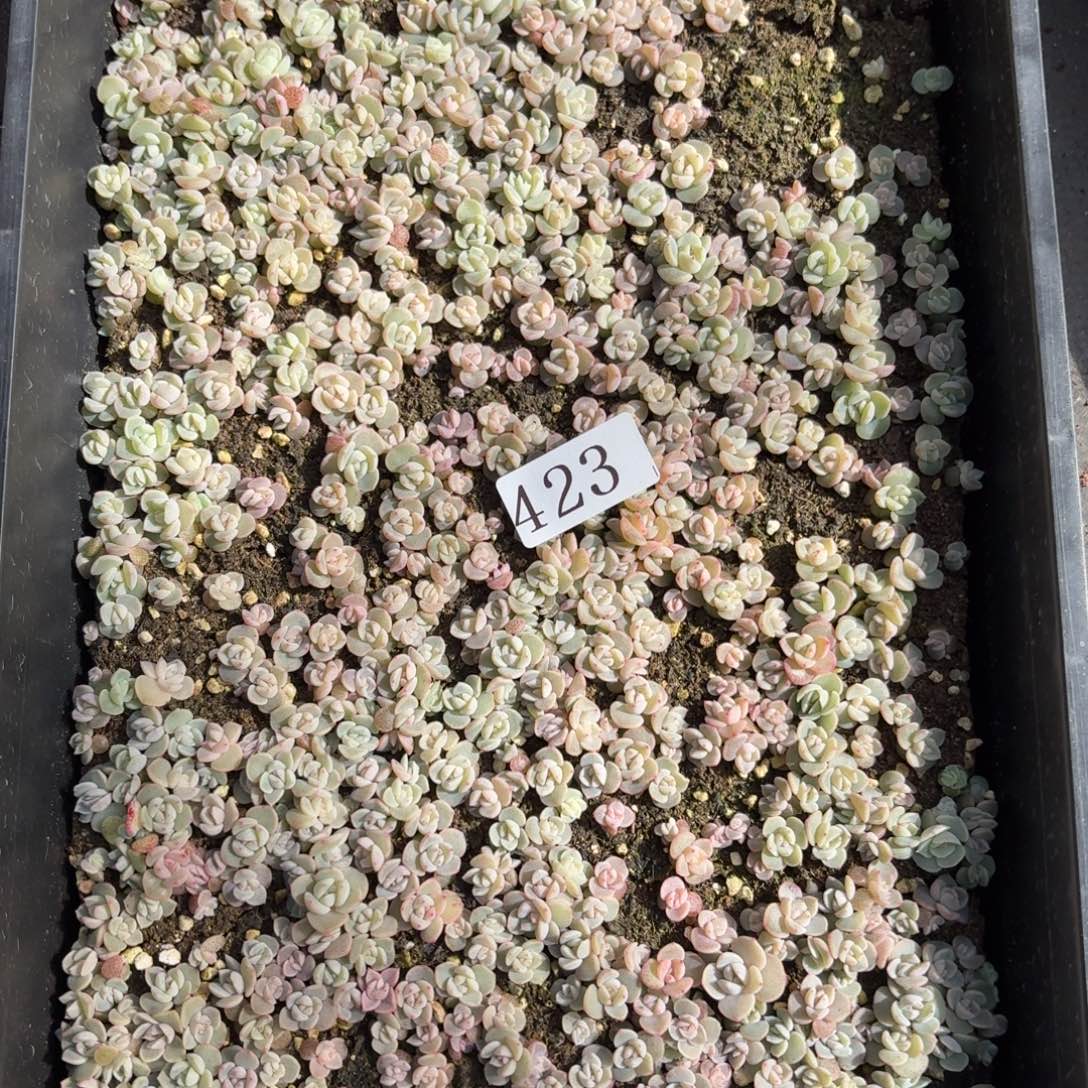 大***鹿多肉植物多肉植物423