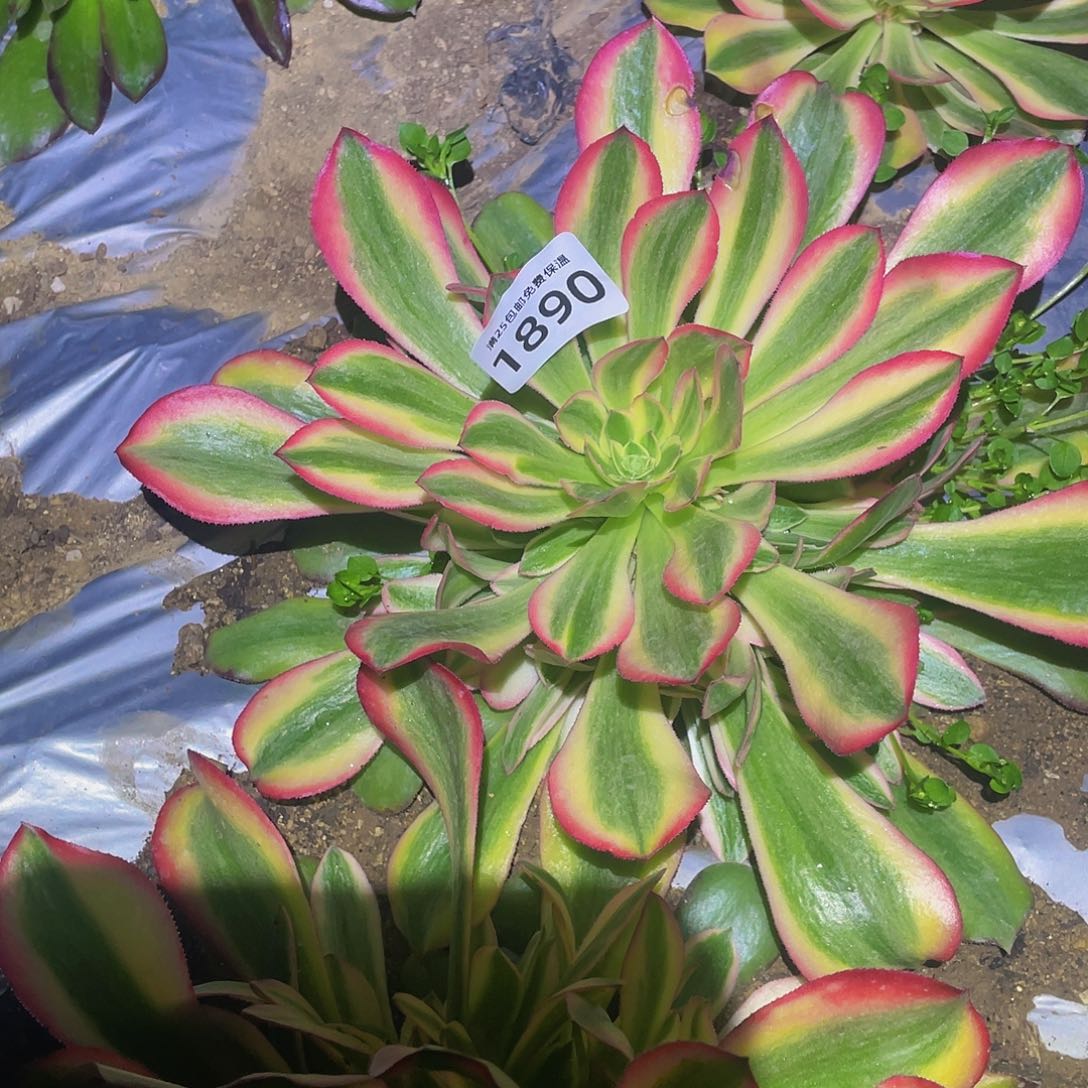 1890洛神多肉植物