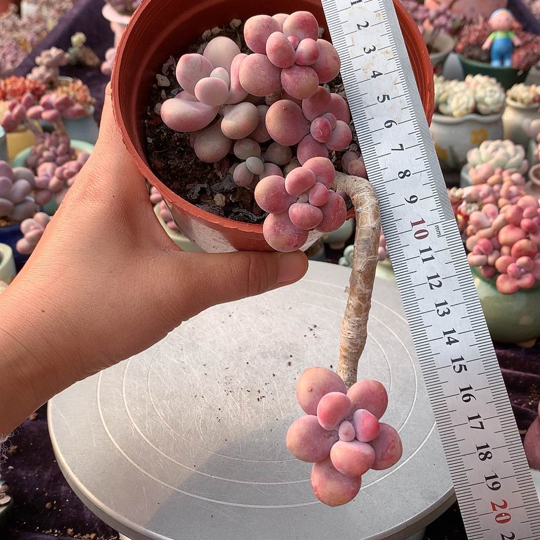 9号不带盆偏远不bao you de