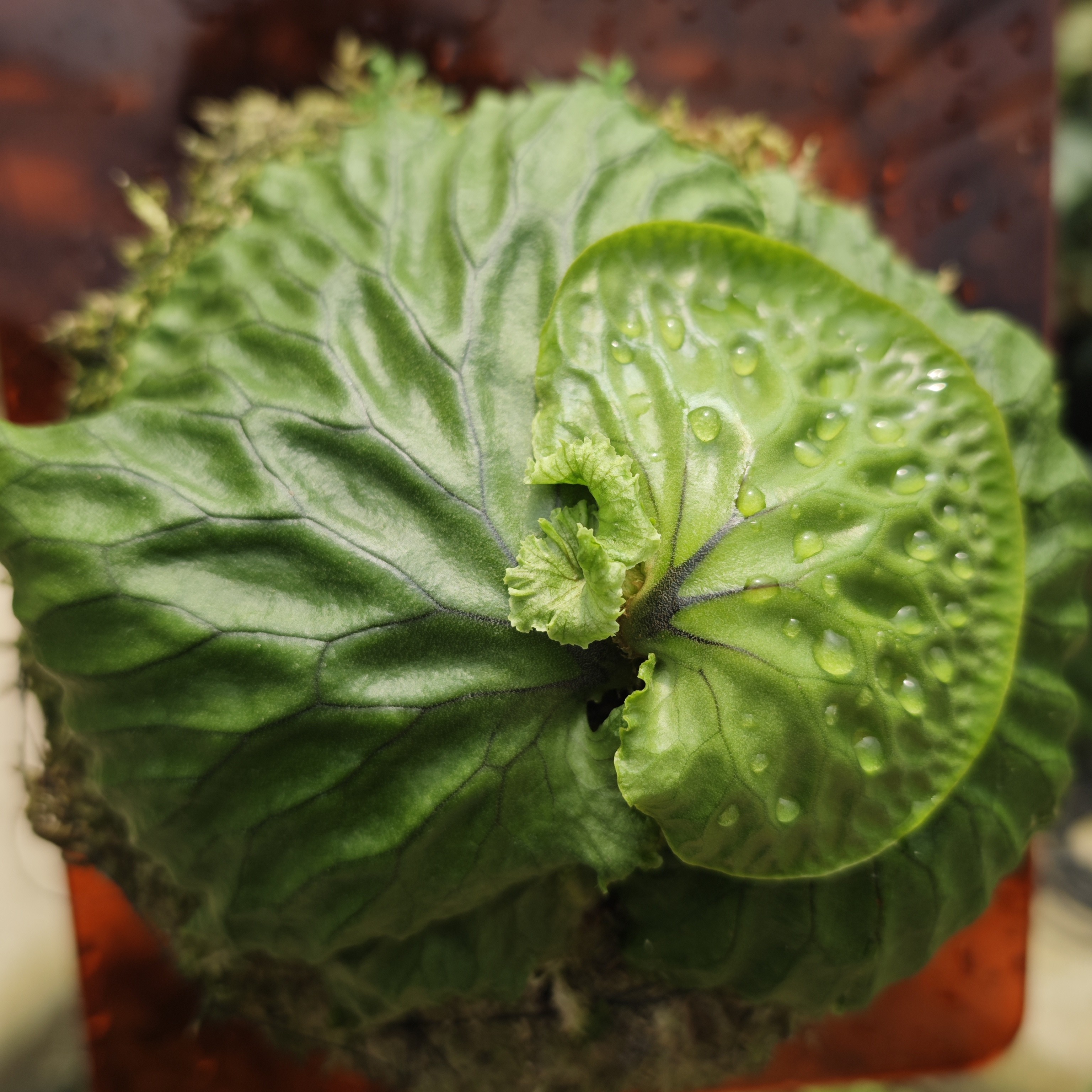 非洲猴脑鹿角蕨，一物一拍