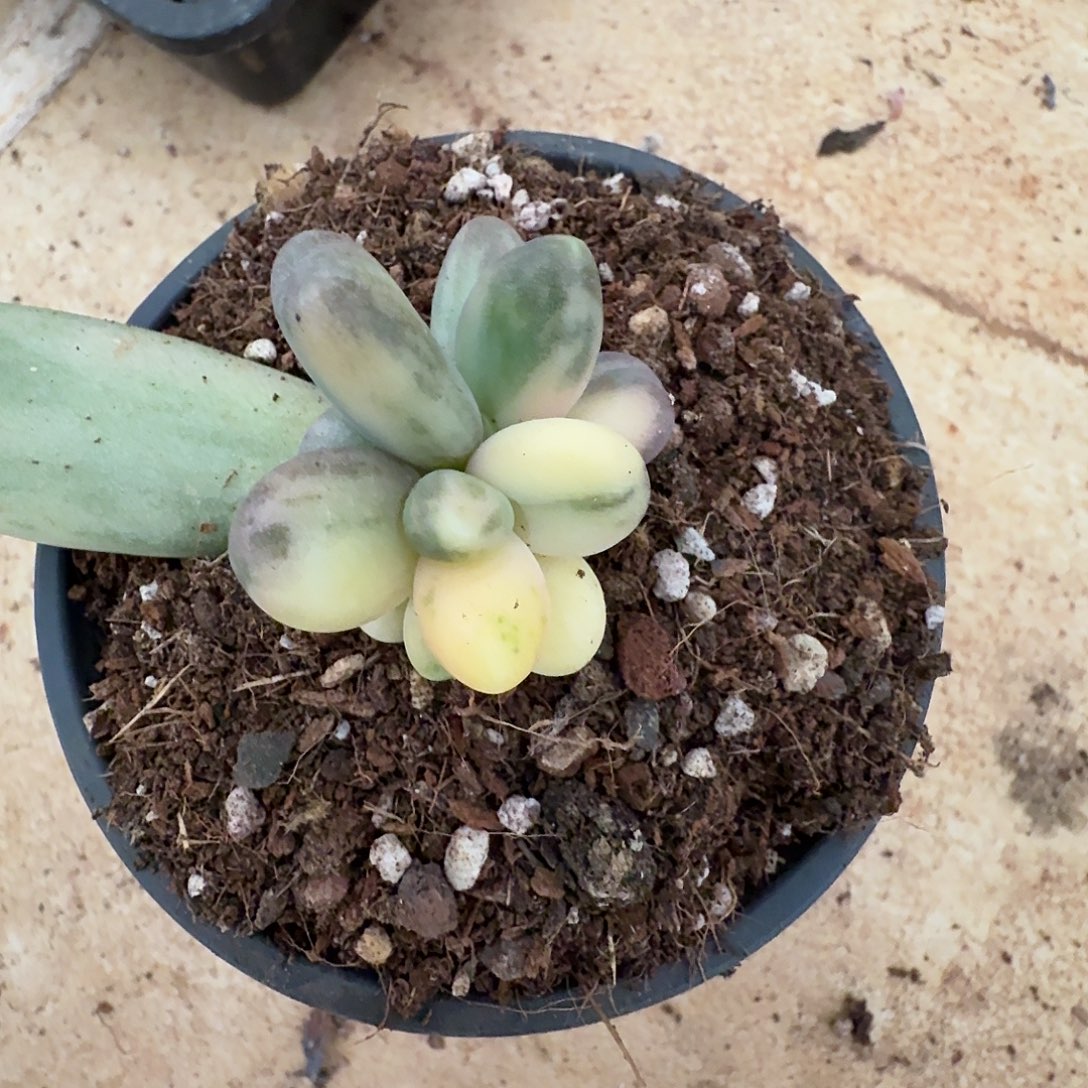 诗***韵糖果美人111219-207