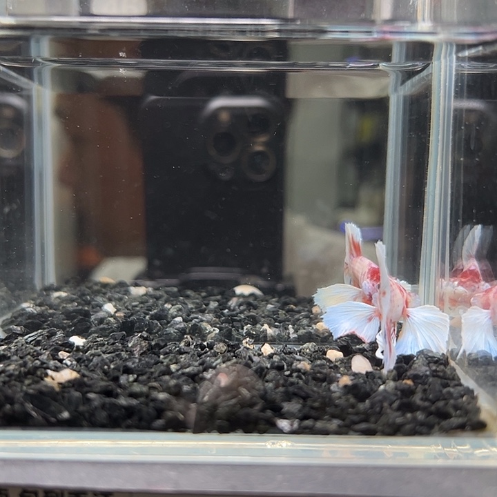 斗鱼竞拍跑单拉黑2日46