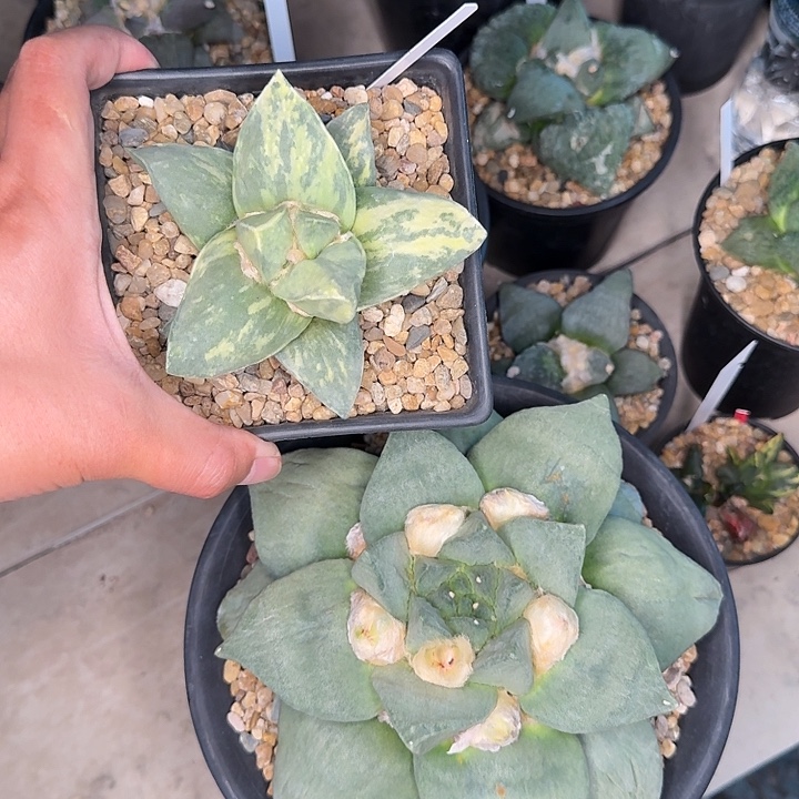 巨大型蓝色牛舌锦