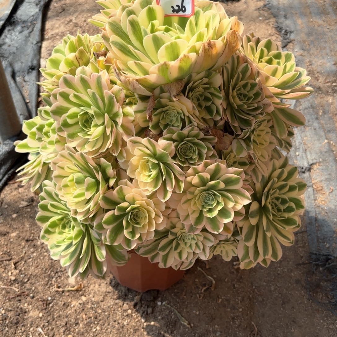 无花朵226迈巴赫多肉植物绿植
