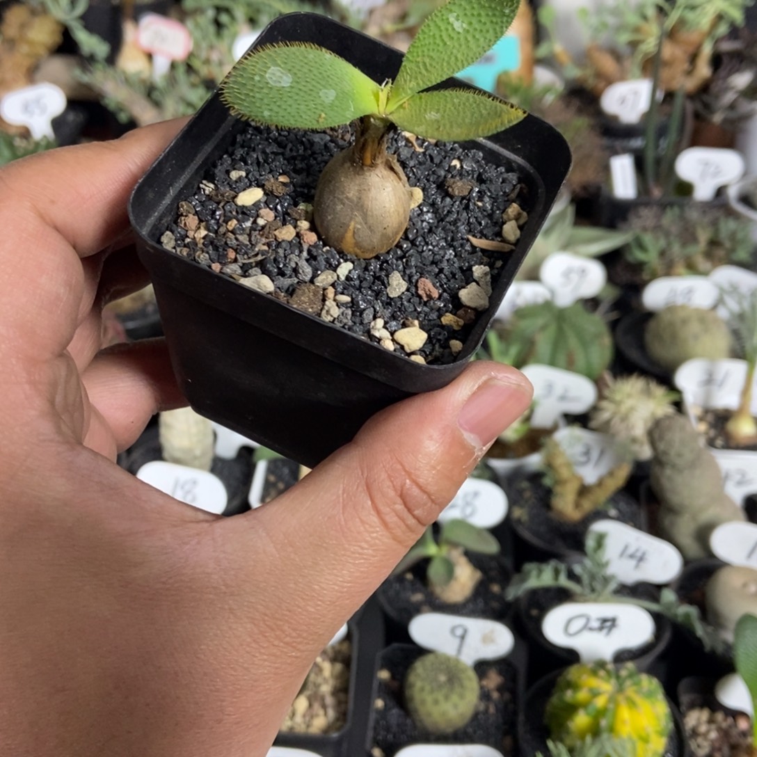 刺叶灯台百合一个