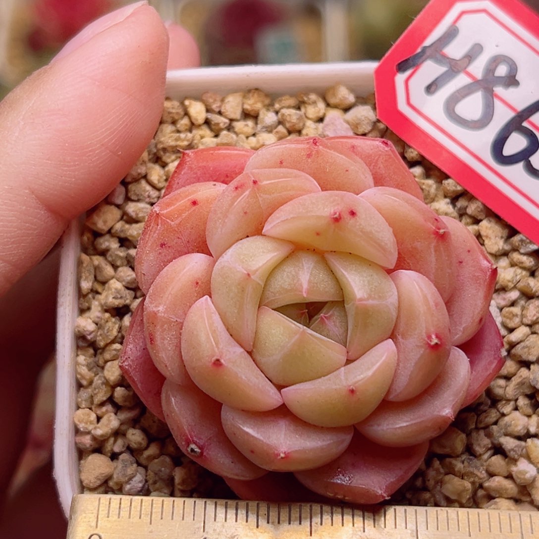 H865 一物一拍 孤品珍妮