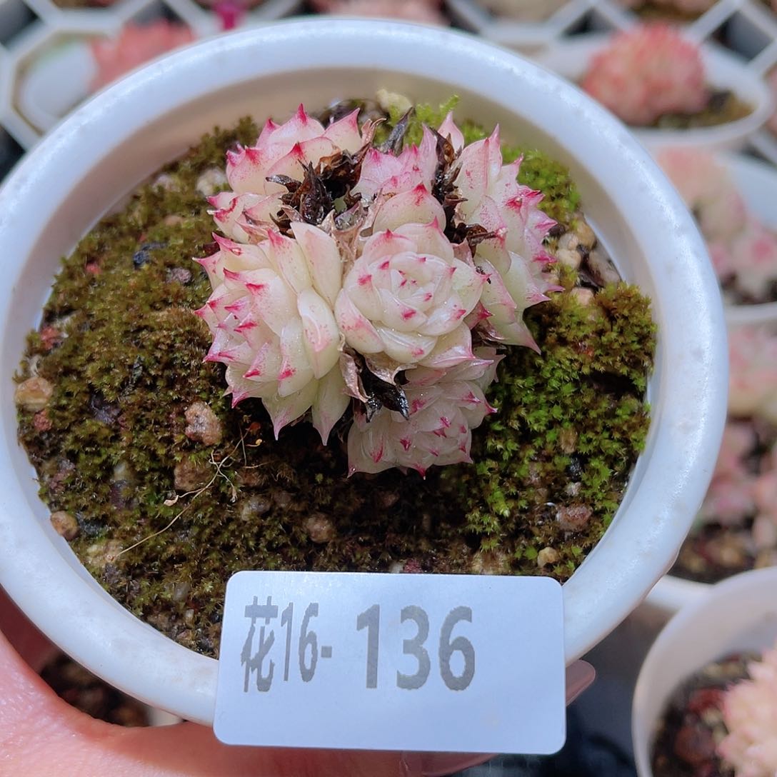 花利美16-136麦秆群