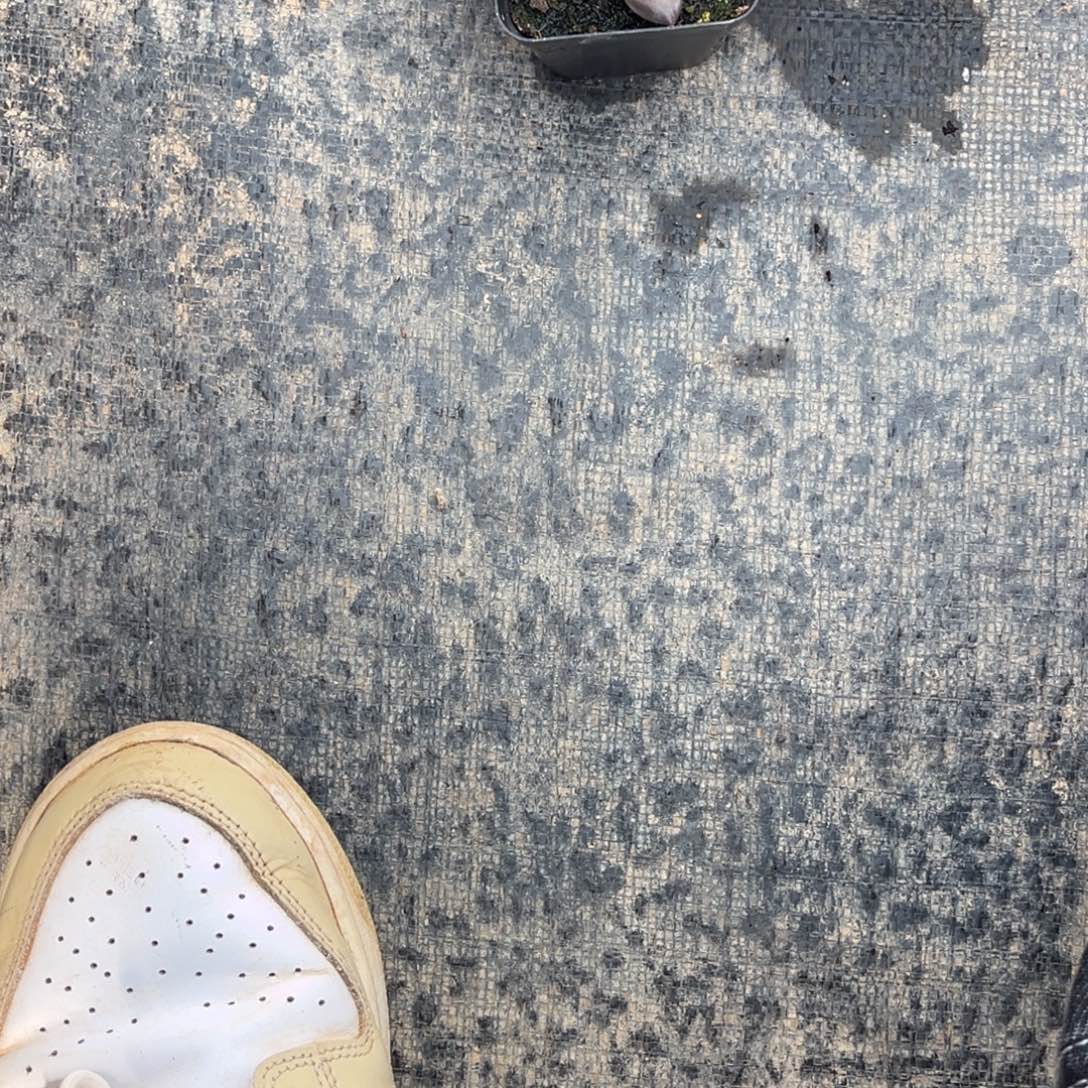 有***西小老弟的多肉植物群生多肉植物群生