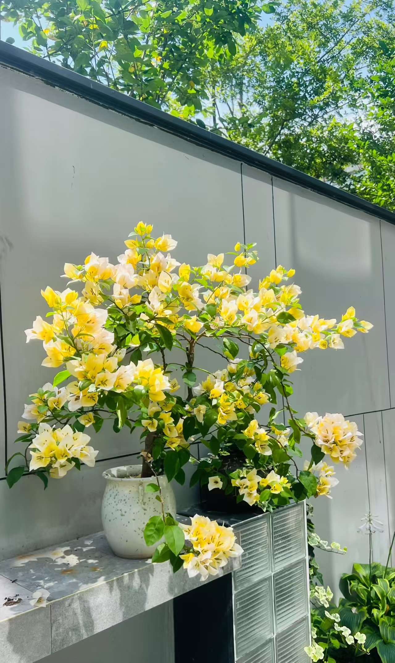 苏瓦娜三角梅 四季开 勤花品种 一物一拍