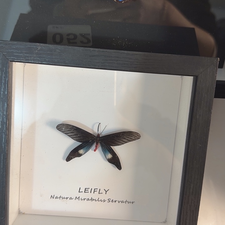 小框蝴蝶蝴蝶蝴蝶