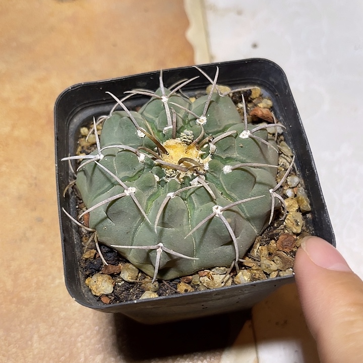 无花朵实生龟甲三本刺