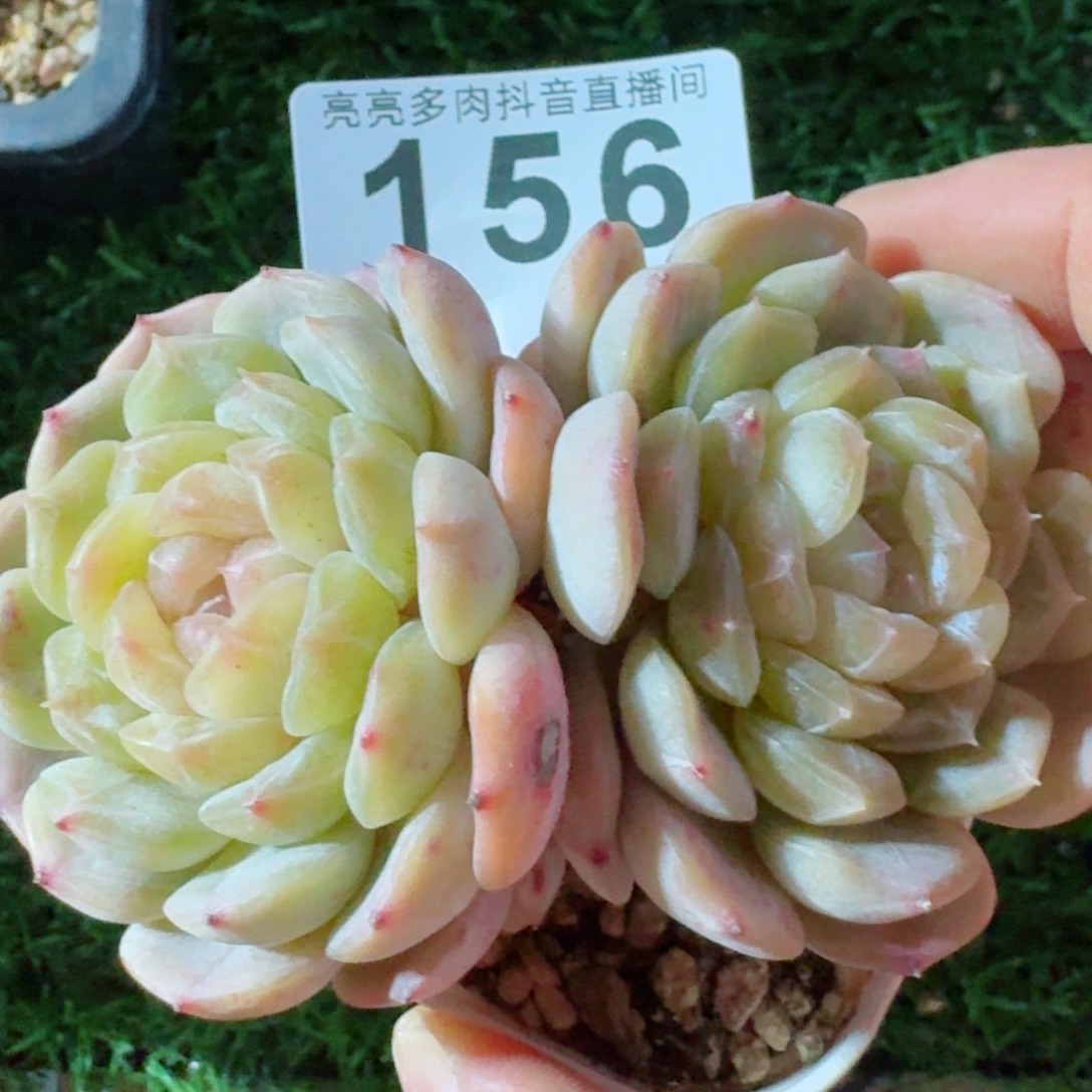 白色恋人         精品多肉