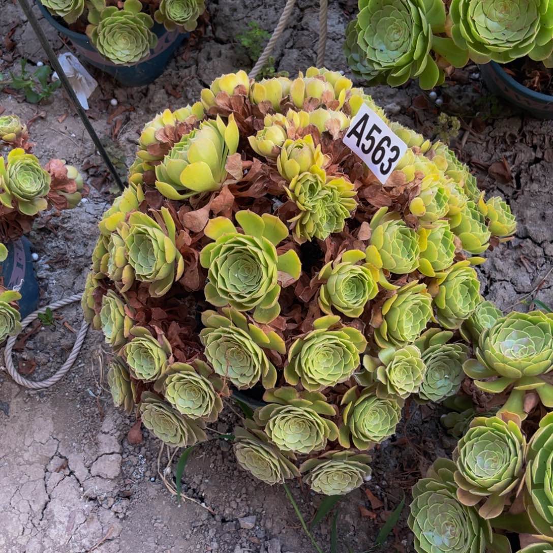 万圣节法师14—40包邮