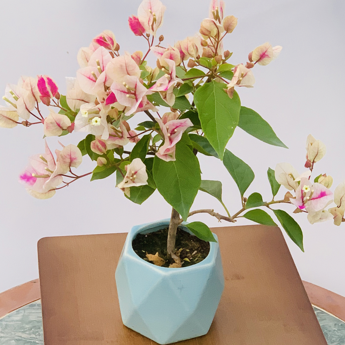 【漳红樱】三角梅百变花蝴蝶  勤花四季开花  (花盆花型随机)