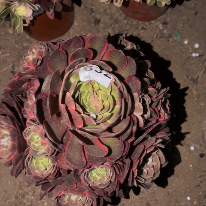 632孔雀翎多肉植物