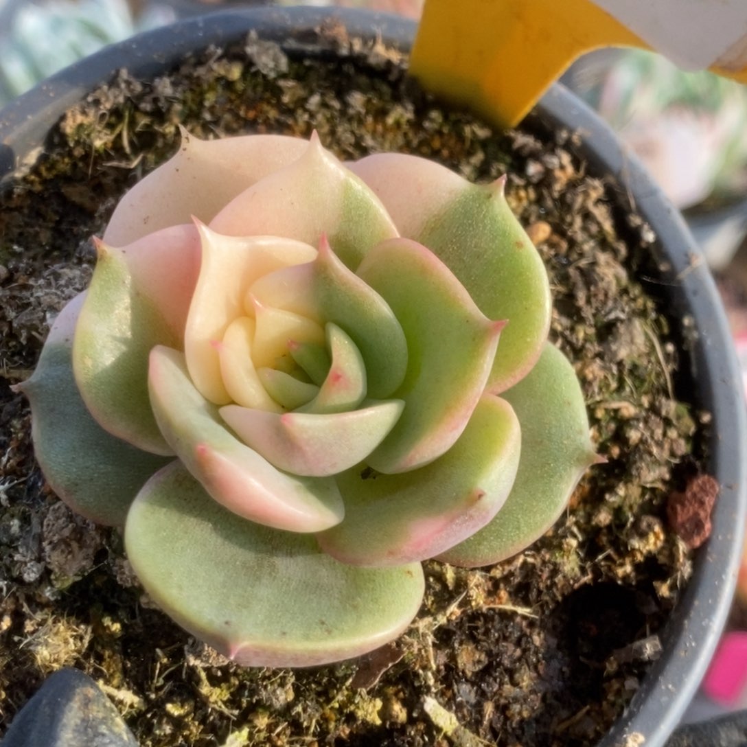 504贝加尔湖锦锦锦锦锦锦