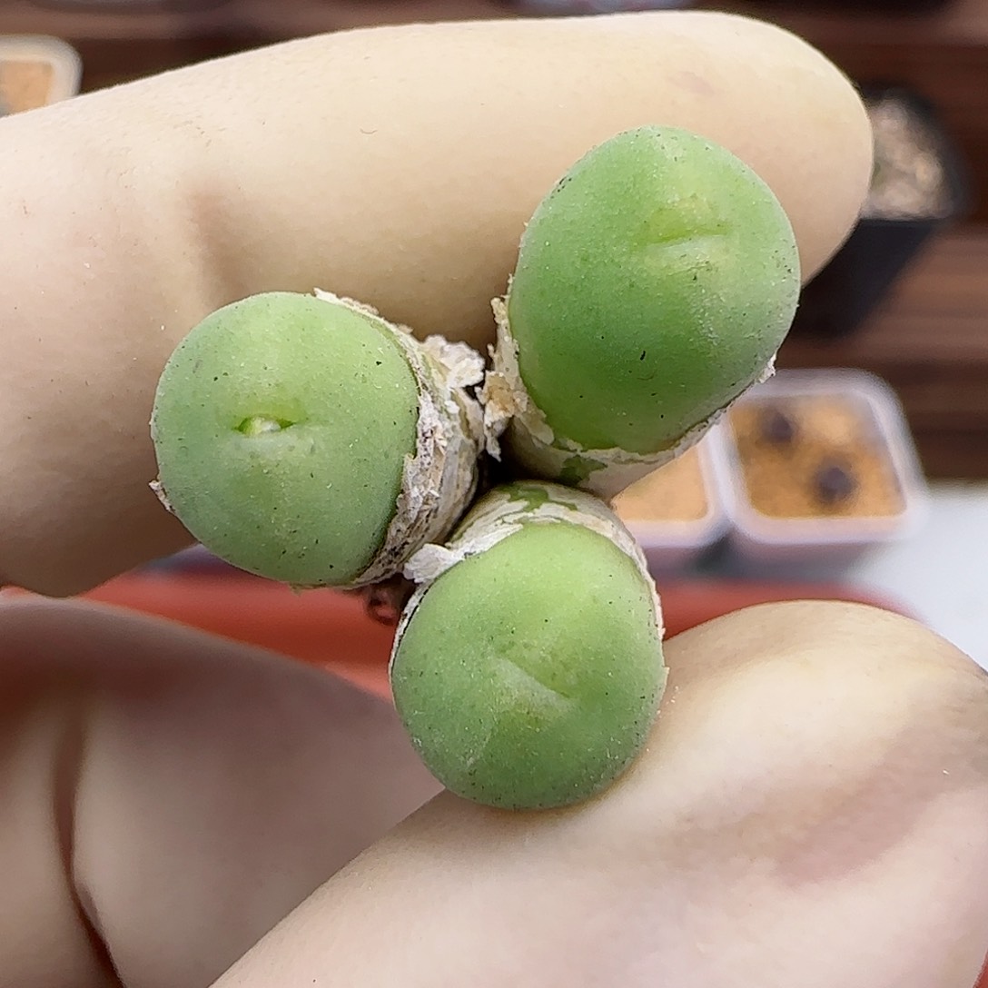 814纽扣福利福利