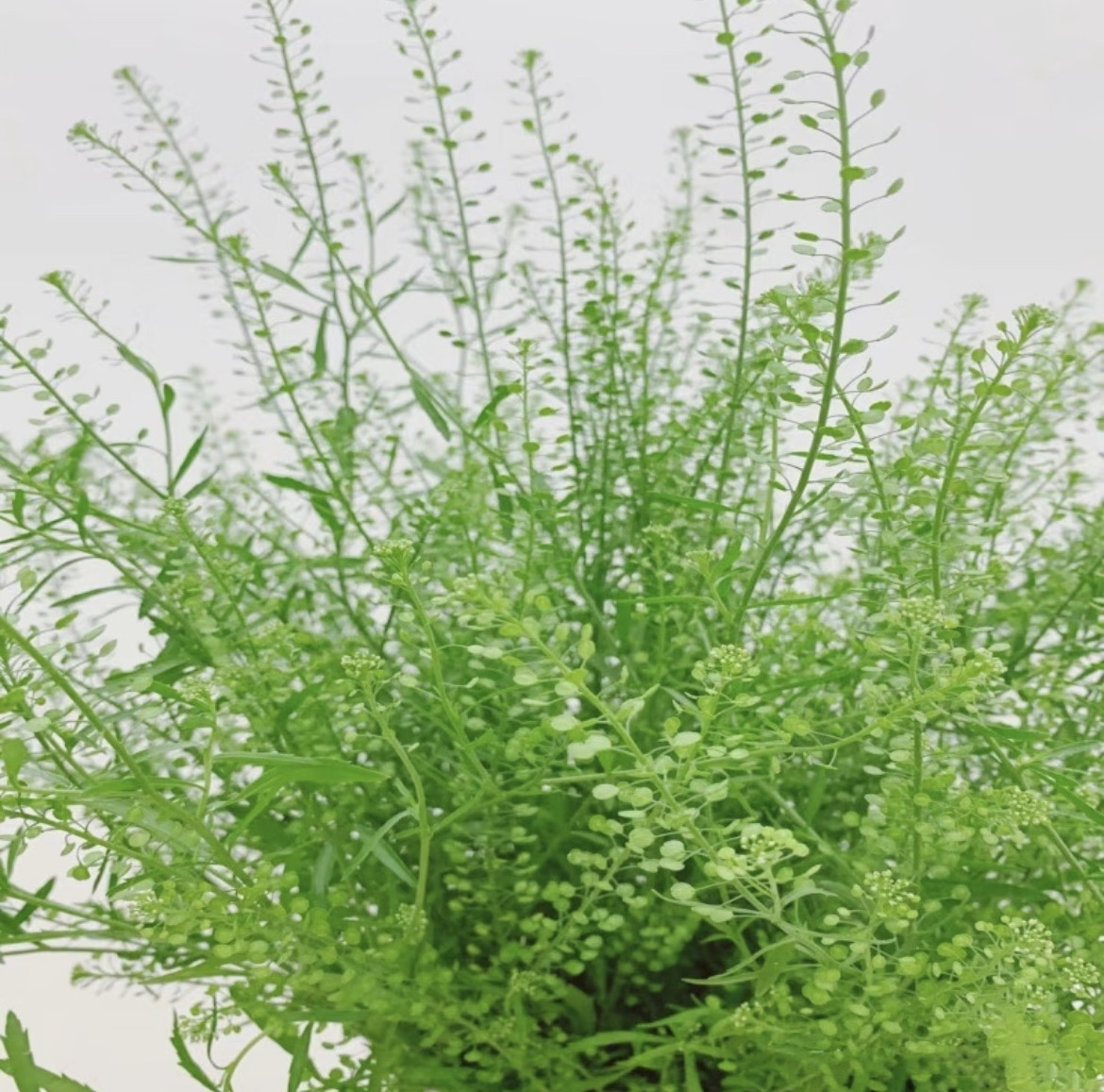 云南宛安鲜花花卉【草花】零下温度不拍保温棉冻坏不售后家用花语