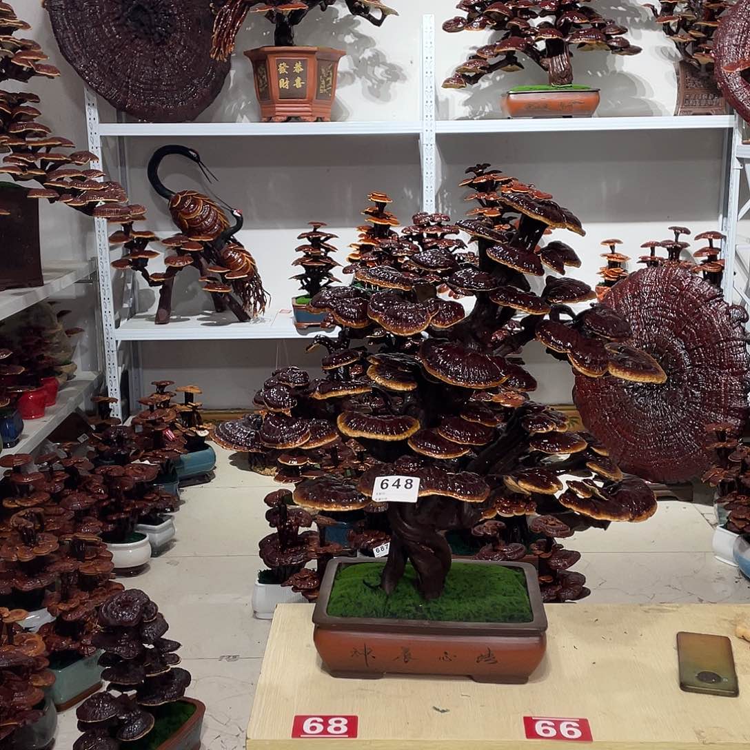 无花朵8888888888888888888