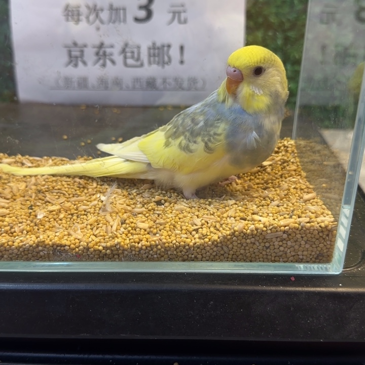 虎皮鹦鹉大头虎皮鹦鹉