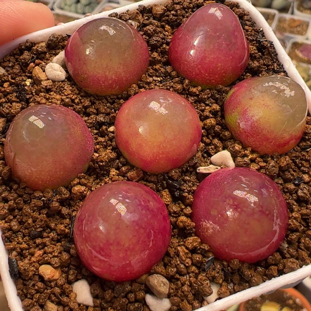 016多肉植物百科