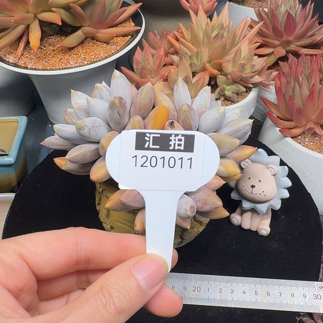 精品多肉植物1201011