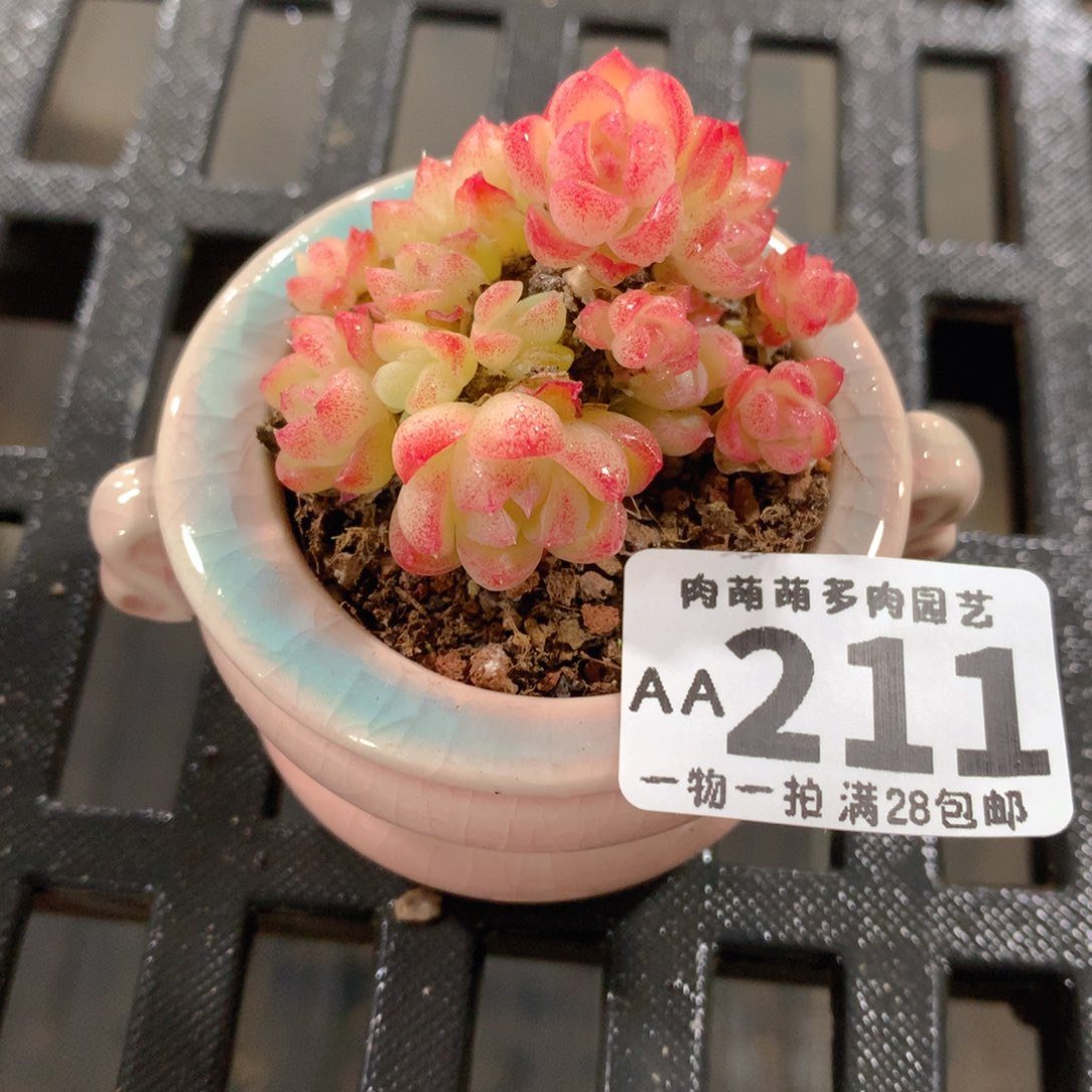 肉萌萌拇指盆精控多肉AA211