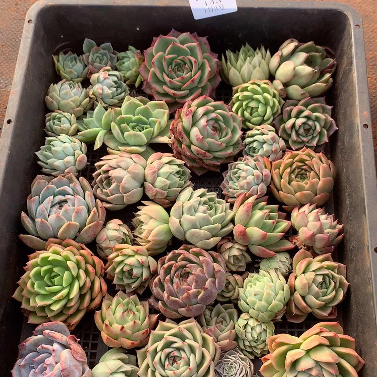 【闪购商品】云143号