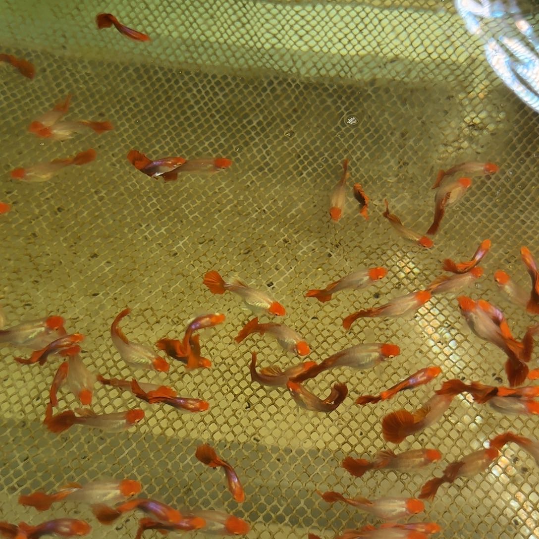 孔雀鱼红头折扇3对