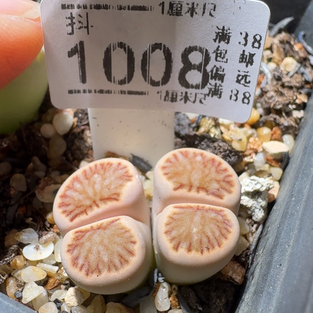 Sss精品清仓便宜1008