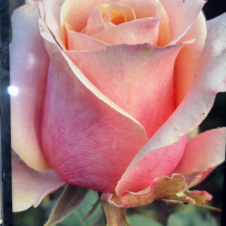 无花朵紫芙一加仑