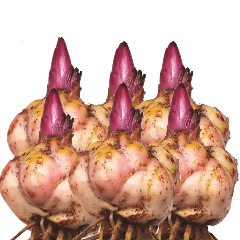 【带芽】进口香水百合花种球种浓香型花卉庭院阳台耐寒室内绿植盆栽