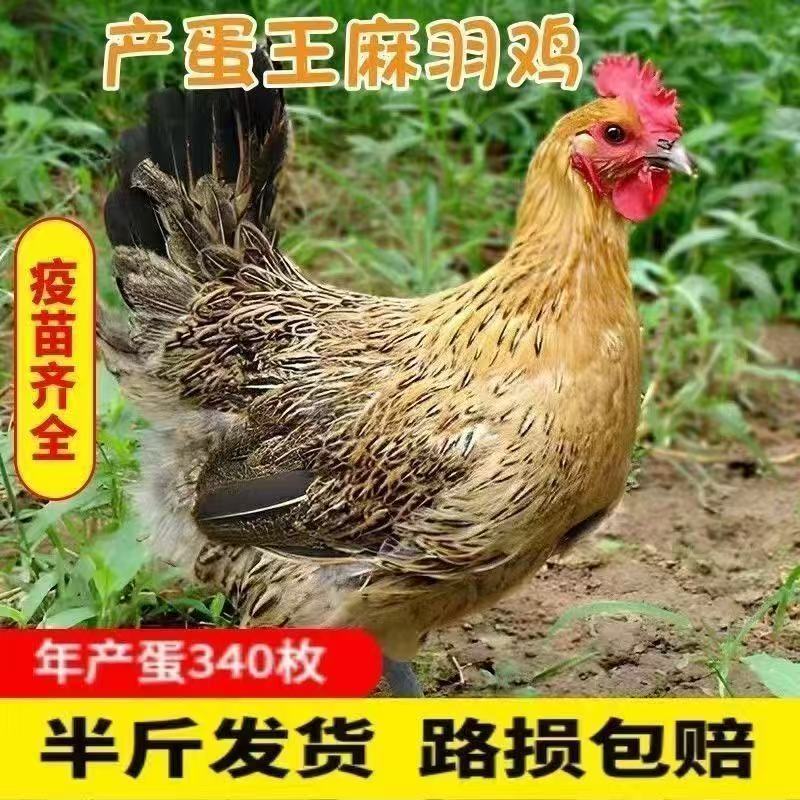 麻羽土鸡宠物鸡【顺丰包邮】半斤发货11只