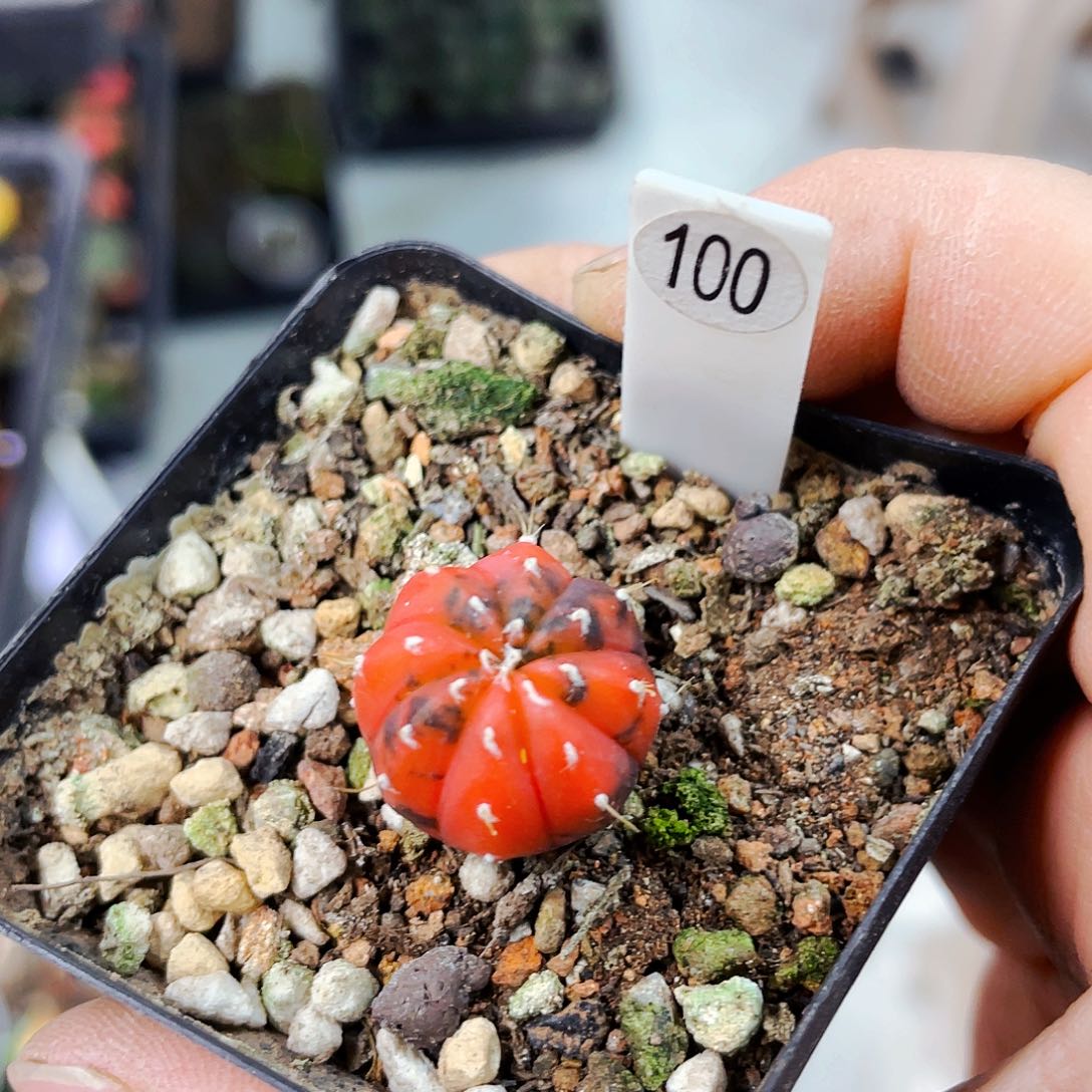 非偏远地区满25包邮仙人球