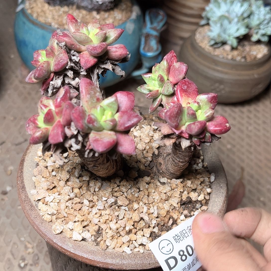 80488青冈苹果叶多肉