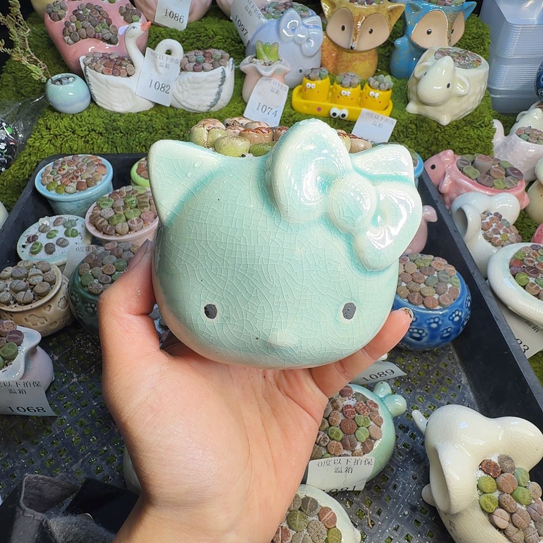 多肉植物和植物的生长1163