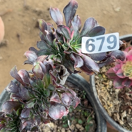 用***2多肉植物一个法师679